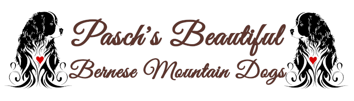 Paschs Beautiful Bernese Mountain Dogs